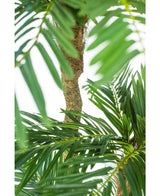 Cycas Künstliche Palme Classic 165 cm