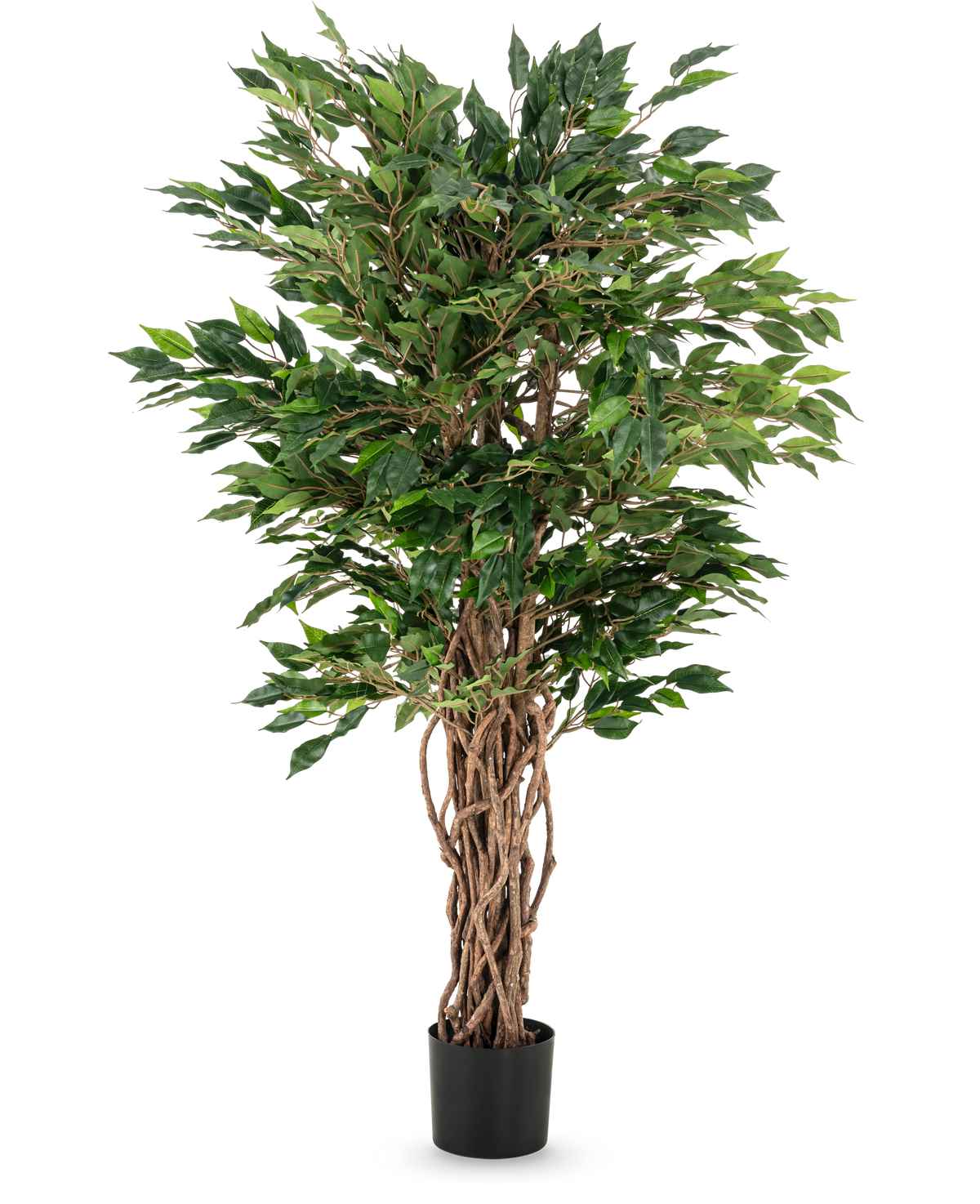 Die Kunstpflanze Ficus Liana 120 cm hat geflochtene braune Stämme und üppig grüne Blätter in einem schwarzen Topf, was sie zu einer eleganten Wahl für jede Ficus-Sammlung oder Büropflanzenpräsentation macht.