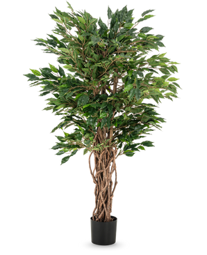 De Kunstplant Ficus Liana 120 cm heeft gevlochten bruine stammen en weelderige groene bladeren in een zwarte pot, waardoor het een elegante keuze is voor elke ficus collectie of kantoorplant display.