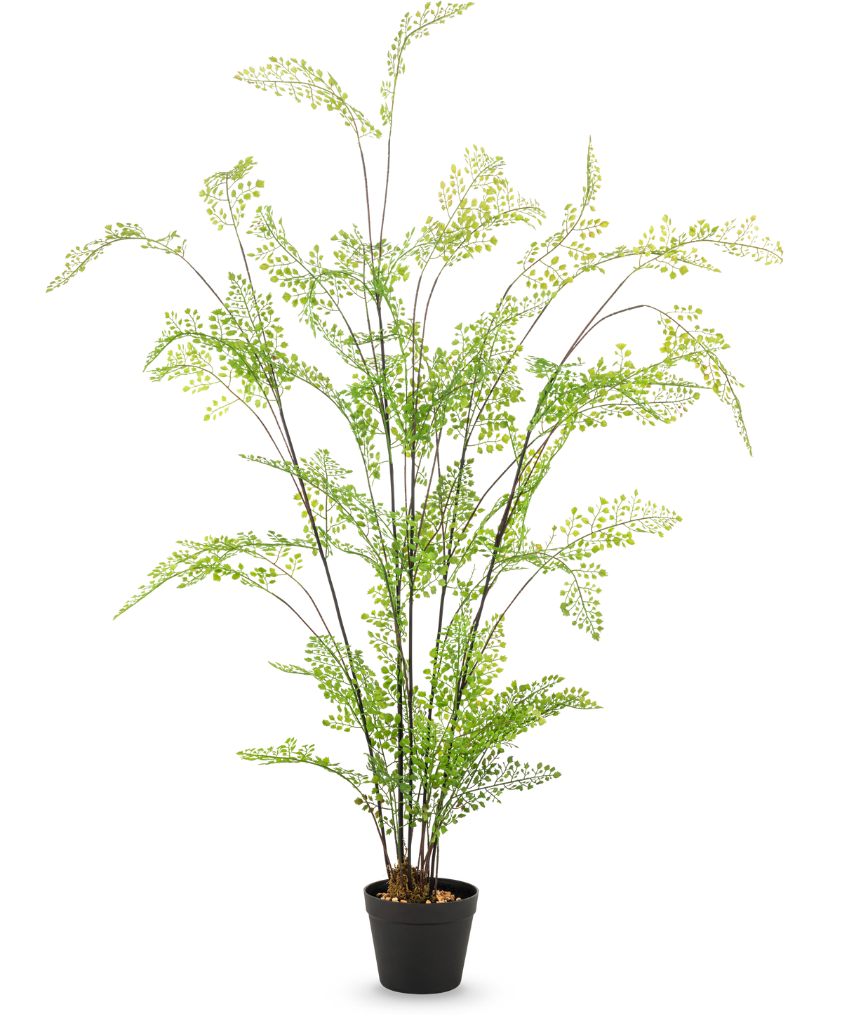 Der 120 cm große künstliche Farn hat lange, schlanke Stängel und kleine, feine grüne Blätter, die elegant in einem Topf vor einem schlichten weißen Hintergrund angeordnet sind – eine ideale, pflegeleichte Zimmerpflanze für Ihre Inneneinrichtung.