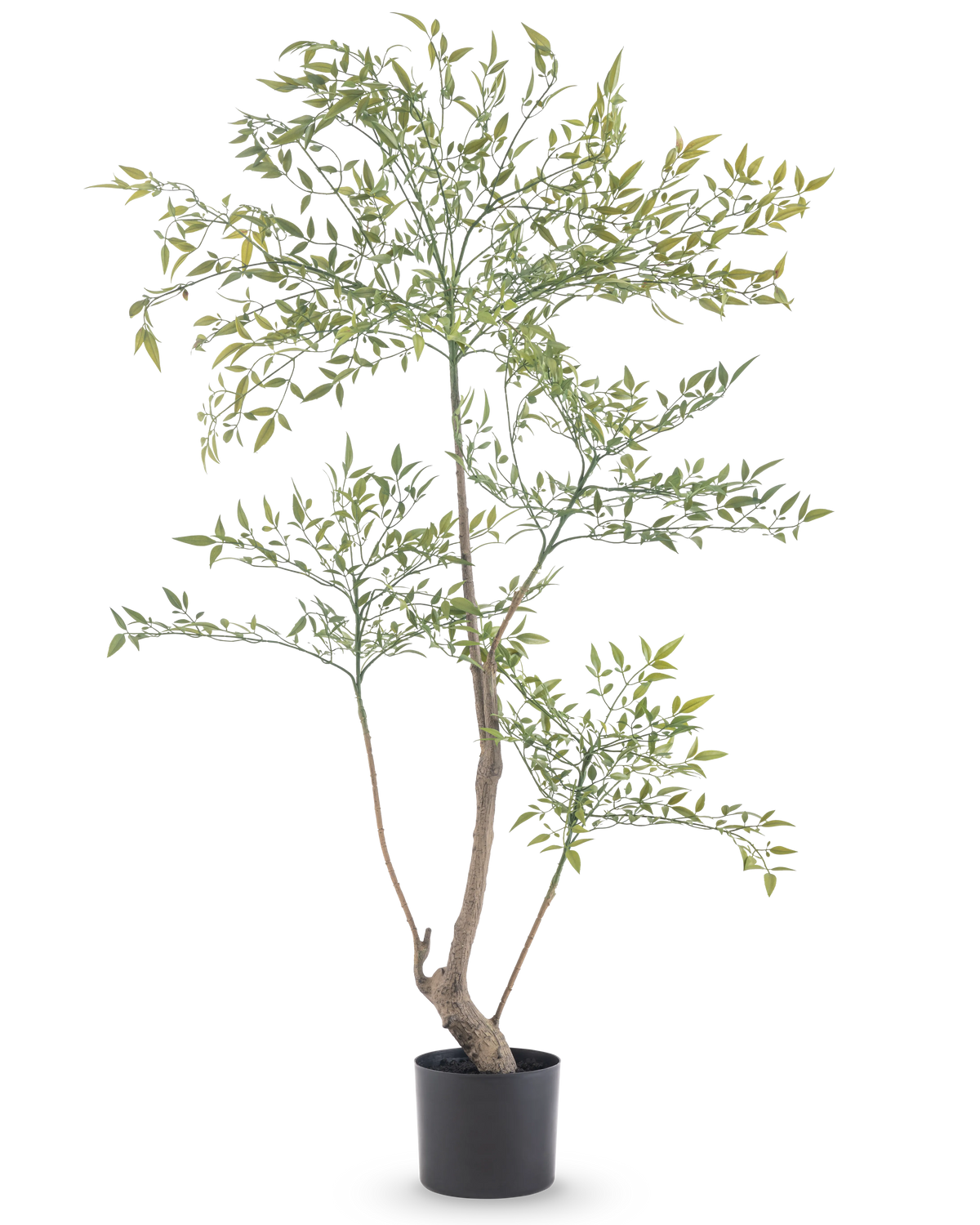 Der Künstliche Ruscus 120 cm ist eine hohe, schlanke Kunstpflanze mit langen dünnen Zweigen mit vielen kleinen grünen Blättern. Es steht in einem einfachen schwarzen Topf und bringt realistisches Grün in jeden Raum, ohne dass es einer Wartung bedarf.