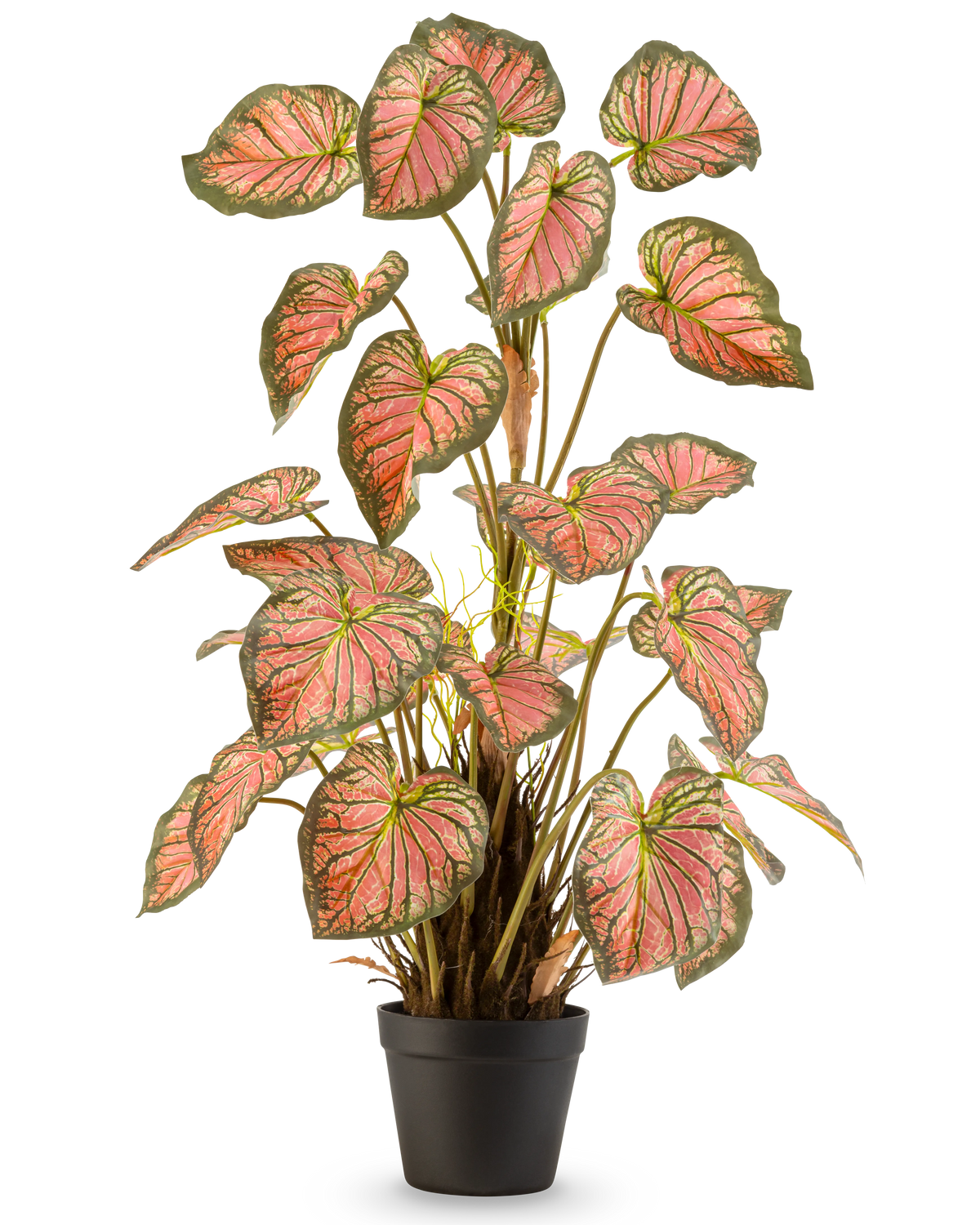 Die Kunstpflanze Caladium 90 cm rosa ist eine Topfpflanze mit großen, herzförmigen Blättern mit grünen Rändern und rosa Herzen, die aufrecht in einem schwarzen Topf vor einem weißen Hintergrund präsentiert wird.