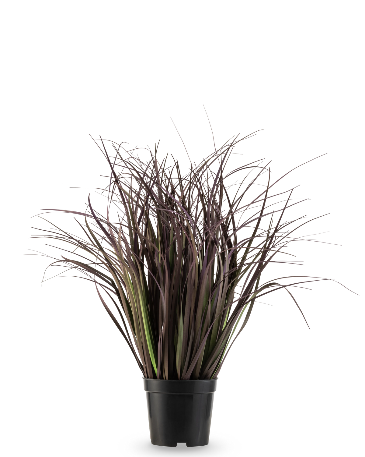 Die feuerhemmende Kunstrasenpflanze Wild Lawn 50 cm hat hohe, schmale, dunkelviolette Blätter in einem schwarzen Topf vor weißem Hintergrund – eine stilvolle Kunstpflanze, ideal für moderne Innenräume.