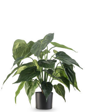 De Kunstplant Alocasia UV 51 cm heeft grote, glanzende, hartvormige bladeren en staat in een strakke zwarte bak tegen een effen witte achtergrond.