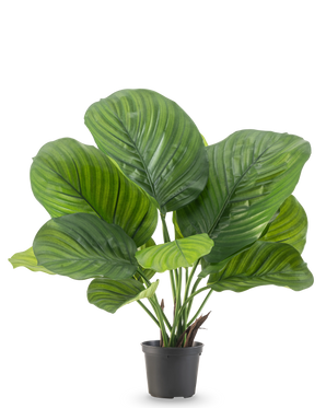 De Kunstplant Calathea 46 cm is een potplant met grote, brede groene bladeren die opvallende licht- en donkergroene strepen vertonen, afgebeeld tegen een effen witte achtergrond.