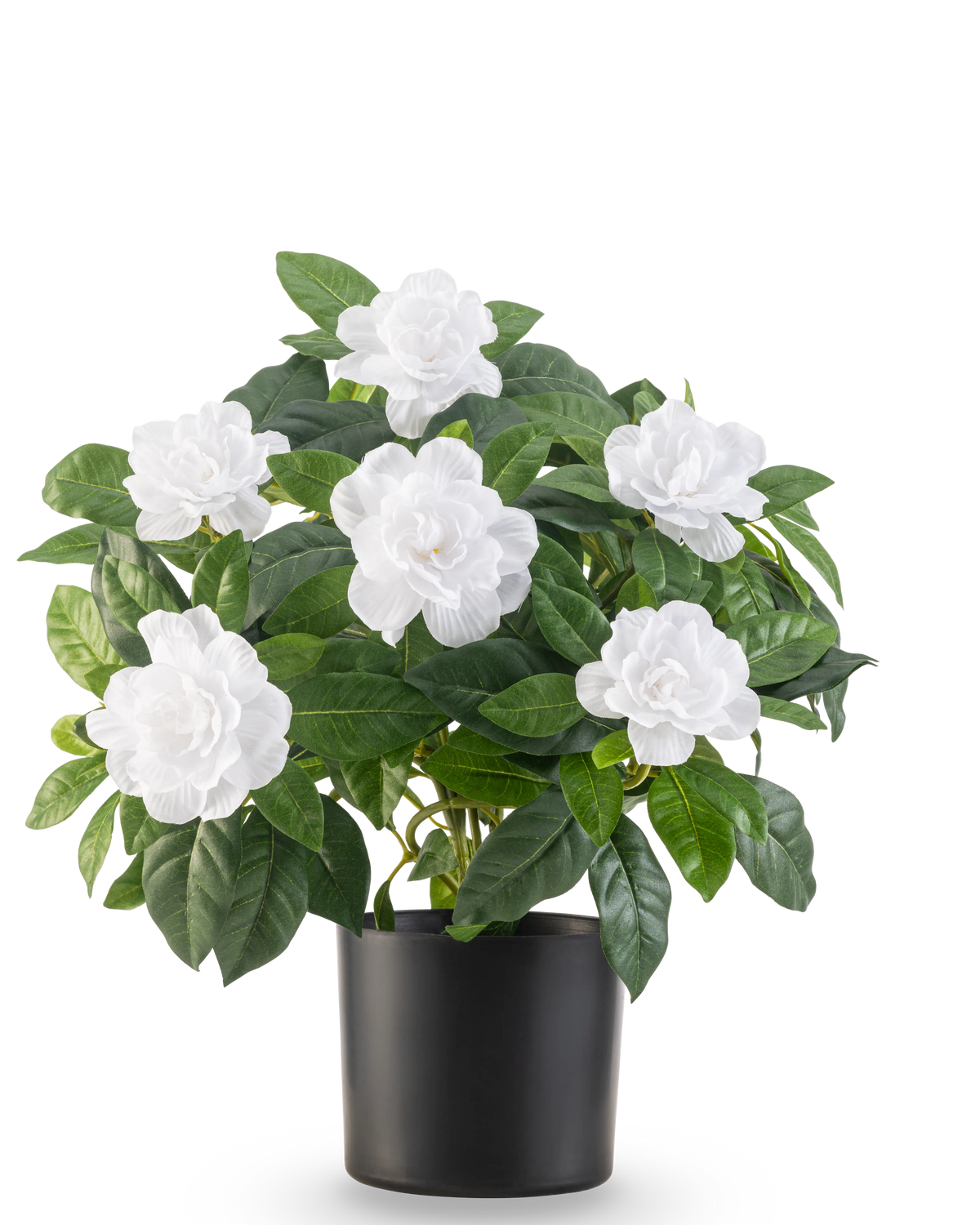 Die künstliche Pflanze Gardenia UV 39 cm weiß hat üppige grüne Blätter und große weiße Gardenienblüten in einem schlichten schwarzen Topf vor einem schlichten weißen Hintergrund.