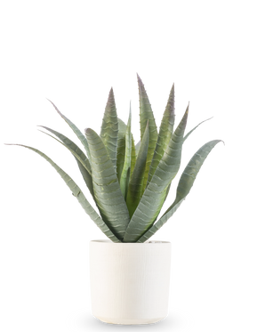De Kunst Agave 30 cm in sierpot heeft een groene vetplant met lange, puntige bladeren die omhoog groeien, gepresenteerd in een eenvoudige pot met witte textuur tegen een effen witte achtergrond.