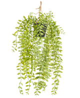 De Kunst hangplant Pumila in pot 55 cm heeft lange, hangende stengels met kleine, ovale, groene bladeren, in een zwarte pot met een touw tegen een witte achtergrond.