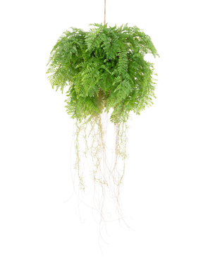 De Kunst hangplant Varen met wortels d55 cm met hangsysteem heeft weelderige groene bladeren en delicate ranken, die levensechte natuurlijke schoonheid toevoegen aan je ruimte. Hij kan gemakkelijk worden opgehangen en verfraait elke inrichting met realistische charme.