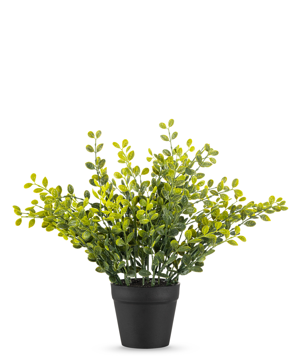 Die künstliche Teeblattpflanze 25 cm ist eine kleine grüne Blattpflanze mit gelben Blättern in einem einfachen schwarzen Topf auf einem schlichten weißen Hintergrund.