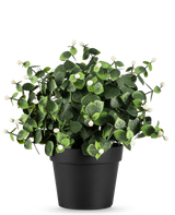 De Kunstplant Eucalyptus wit in pot UV 22 cm heeft dichte groene bladeren en kleine witte knoppen in een eenvoudige zwarte pot, perfect om elke ruimte op te fleuren.