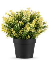 Die Kunstpflanze Buxus gelb UV 22 cm UV ist eine kleine Topfpflanze mit dichten grünen und gelben Blättern in einem einfachen schwarzen Topf vor einem schlichten weißen Hintergrund.