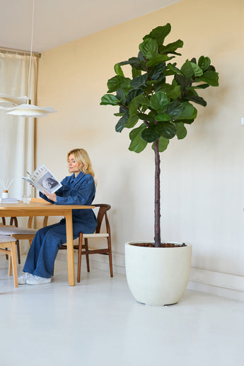 Een vrouw in het blauw leest een tijdschrift aan een houten tafel in een lichte kamer, met de Kunstplant Ficus Tabaksplant Deluxe 215 cm als stijlvol interieurdecor met grote groene bladeren op de voorgrond.