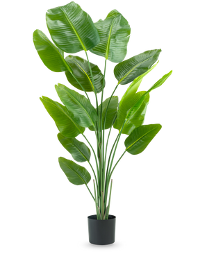 Die Kunstpflanze Strelitzia 180 cm Real Touch ist eine hohe, grüne Kunstpflanze mit langen Stielen und großen, glänzenden Blättern, die vor einem schlichten weißen Hintergrund an einen Paradiesvogel erinnern.