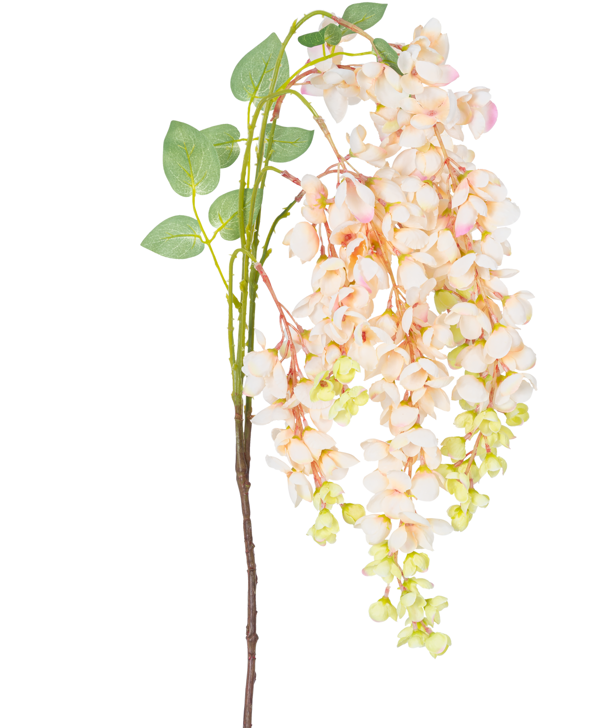 Die künstliche Glyzinienblume 100 cm in Creme hat einen einzelnen Stiel mit Büscheln hellrosa und cremefarbener Glyzinienblüten, grünen Knospen und grünen Blättern vor einem weißen Hintergrund.