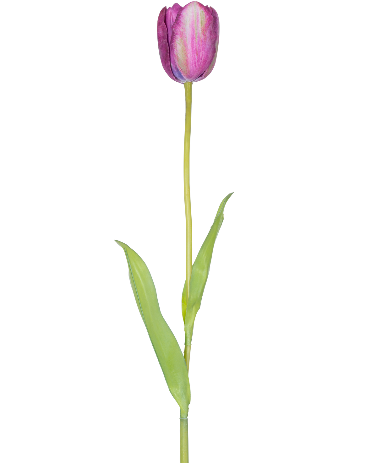 Eine künstliche französische Tulpe 60 cm lila, eine einzelne lila Tulpe mit grünen Blättern und einem langen Stiel, isoliert auf weißem Hintergrund.