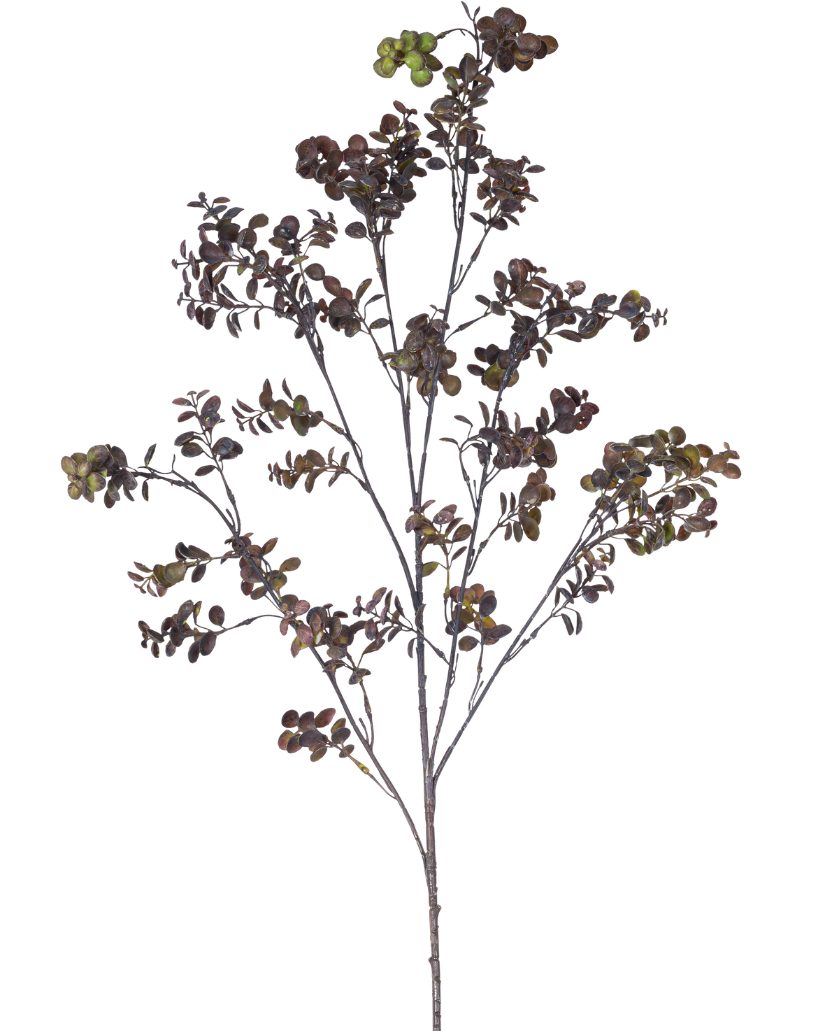Der künstliche Zweig Eukalyptusbeere 110 cm braun hat einen hohen Zweig mit mehreren dünnen Stielen, kleinen runden Blättern und Büscheln grünbrauner Beeren vor einem schlichten weißen Hintergrund.