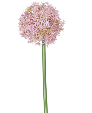 Een enkele hoge paarse stengel van de Kunstbloem Allium Groot 80 cm, met daarop een grote, ronde tros kleine stervormige bloemen, afgebeeld op een witte achtergrond.