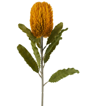 Eine einzelne künstliche Banksia-Blume in Senffarbe, 65 cm hoch, mit zylindrischer Form und gezackten grünen Blättern auf einem langen Stiel, isoliert vor einem weißen Hintergrund.