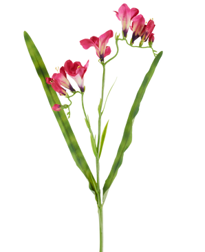 Eine künstliche Blume: 56 cm große Freesie in Fuchsia mit leuchtend fuchsiafarbenen Blüten und zwei langen, schlanken grünen Blättern, dargestellt auf weißem Hintergrund.