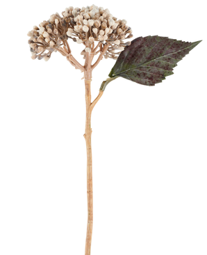Eine künstliche Blume: getrocknete Hortensie von 38 cm in Creme/Braun, mit beigen Knospenbüscheln und einem dunkelgrünen, gezackten Blatt vor weißem Hintergrund.