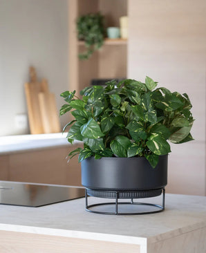 Een kunstplant ‘Gouden Wijnstok’ in een pot van 40 cm met bontgroene bladeren staat op een moderne zwarte standaard op een lichtgekleurd aanrecht, met op de achtergrond wazig weergegeven keukenspullen.