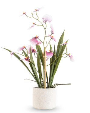 De Kunst Oncidium Real Touch 48 cm roze heeft een hoge orchidee met lange groene bladeren en delicate roze bloemen op gebogen stelen, in een pot met witte textuur tegen een effen witte achtergrond.