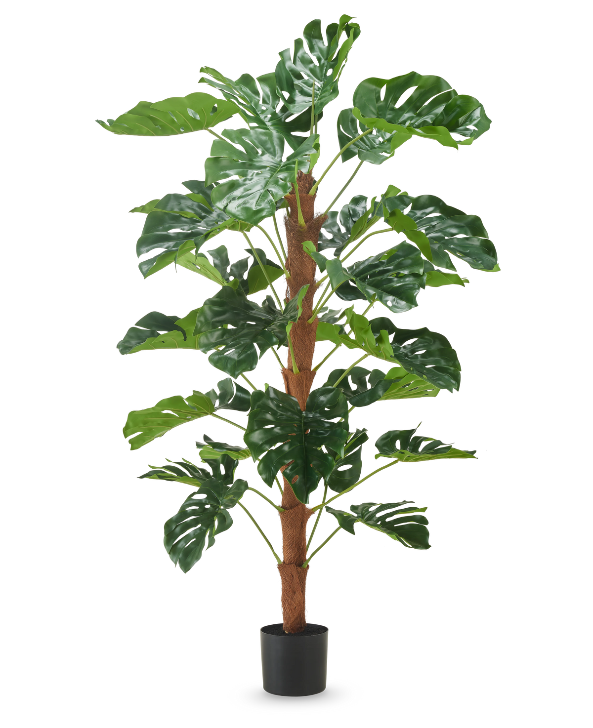 Die Kunstpflanze Monstera 150 cm ist eine hohe Kunstpflanze mit großen grünen, gespaltenen Blättern, die in einem kleinen schwarzen Topf auf einem schlichten weißen Hintergrund präsentiert wird.