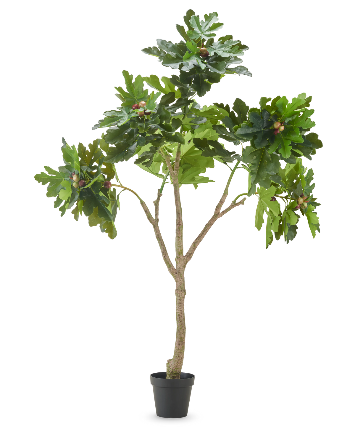 Der Kunstpflanze Ficus Carica Feigenbaum 210 cm hat mehrere Zweige, sattgrüne Blätter und mehrere unreife Feigen vor einem schlichten weißen Hintergrund.