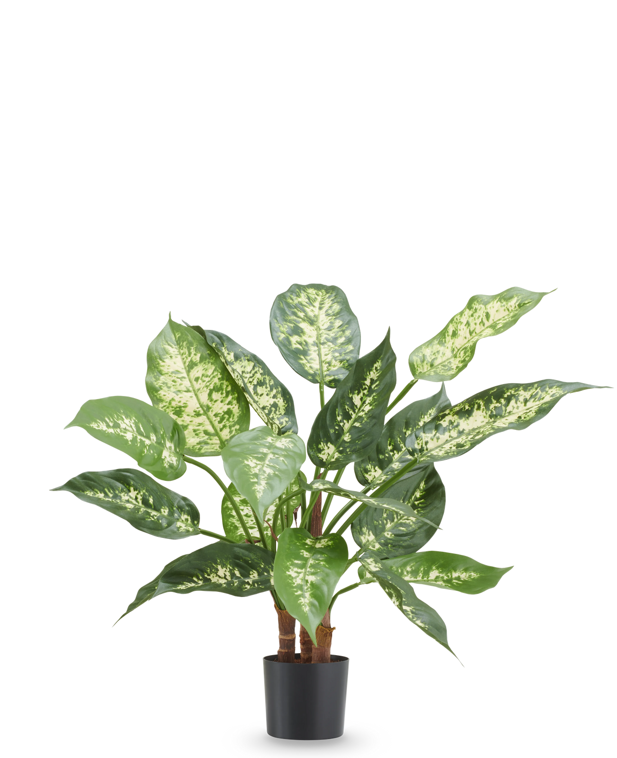 Kunstpflanze Dieffenbachia 40 cm, feuerhemmende Kunstpflanze mit leuchtend grünen und weißen Blättern im schwarzen Topf.