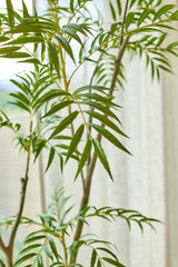De Kunstplant Mahonia van 210 cm staat trots voor een zacht verlicht raam met witte, doorschijnende gordijnen; de lange, smalle groene bladeren worden prachtig verlicht, terwijl het gefilterde licht hun levendige kleur en textuur benadrukt.
