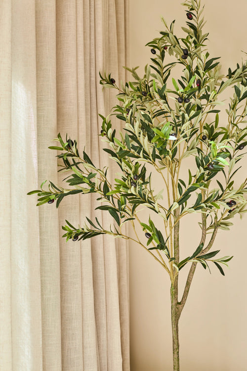 Ein künstlicher Olivenbaum von 150 cm, geschmückt mit dunklen Oliven, sieht im Innenbereich neben beigen Vorhängen und einer hellbraunen Wand attraktiv aus und sorgt für eine ruhige und natürliche Ausstrahlung – ideal für jedes Interieur mit einem Olivenbaum.