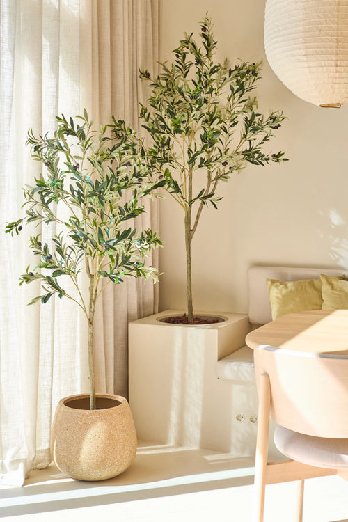 Zwei Olivenbäume in Töpfen, darunter der elegante 150 cm große künstliche Olivenbaum, stehen in der Nähe eines Fensters mit durchscheinenden Vorhängen. Sonnenlicht strömt herein und erhellt einen modernen Raum mit einem runden Tisch, einem hellen Holzstuhl und weichen grünen Kissen.