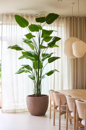 De Kunstplant Strelitzia Real Touch Deluxe van Easyplants, met een hoogte van maar liefst 300 cm en indrukwekkende groene bladeren, zorgt voor een natuurlijke elegantie naast een houten eettafel en stoelen in een lichte kamer met transparante gordijnen en hangende papieren lantaarns, en dat alles zonder dat er onderhoud nodig is.