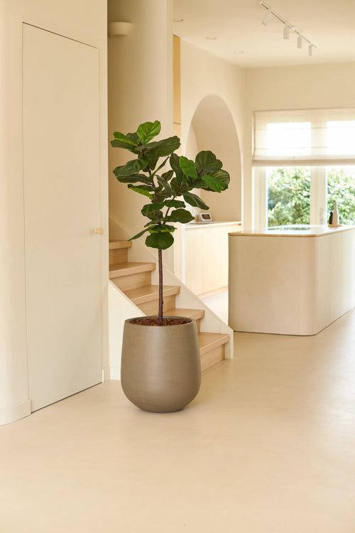 Eine künstliche Ficus-Tabakpflanze Deluxe von 155 cm in einem großen grauen Topf steht in einem hellen, minimalistischen Raum mit hellen Holzböden, weißen Wänden, einer Treppe und durch die Fenster einfallendem Sonnenlicht.