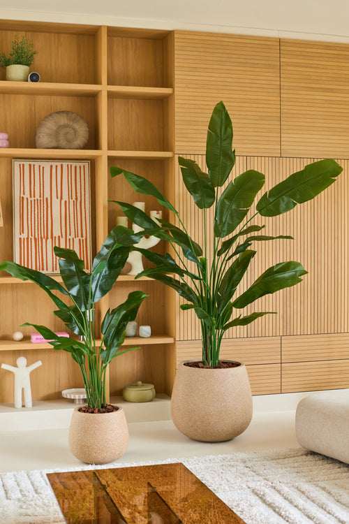 Zwei große grüne Topfpflanzen, darunter die auffällige Kunstpflanze Strelitzia Nicolai Deluxe 165 cm, stehen auf dem Boden in einem modernen Wohnzimmer mit hellen Holzregalen und Schränken, dekoriert mit minimalen Dekorationen und abstrakter Kunst. Die üppige tropische Kunstpflanze Strelitzia Nicolai Deluxe 165 cm verleiht dem ruhigen Raum eine lebendige Frische.