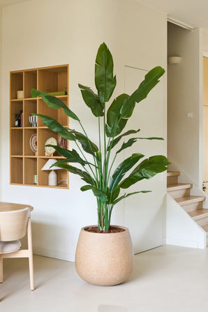 Een kunstplant Strelitzia Nicolai Deluxe van 210 cm met lange groene bladeren staat naast een houten stoel in een moderne, minimalistische ruimte met witte muren, houten planken en een trap op de achtergrond. Deze tropische kunstplant geeft de eigentijdse ruimte een vleugje natuurlijke elegantie.