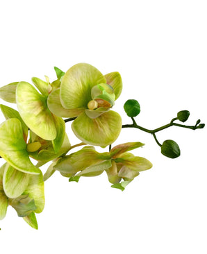 Een close-up van de Kunst Orchidee Real Touch 60 cm groen toont lichtgroene en gele orchidee bloemen met een paar ongeopende knoppen op de steel, tegen een witte achtergrond.