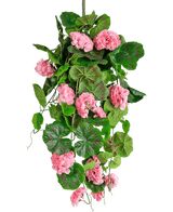 Die künstliche Hängepflanze Geranie 75 cm rosa hat künstliche grüne Blätter und rosa Geranienblüten, die herunterfallen, perfekt als hängende Dekoration vor einem weißen Hintergrund.