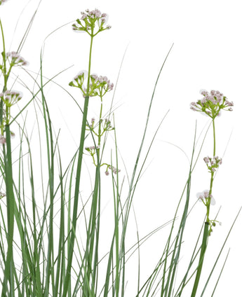 Der feuerhemmende Kunstrasen-Lauchblumen-Zwiebel-Grastopf (90 cm) hat hohen, schlanken grünen Kunstrasen und zarte weiße Blumen vor einem schlichten weißen Hintergrund.