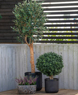 Een hoge Kunstplant Buxus op stam romeinse stijl UV 65cm staat met twee andere potplanten - een ronde struik in een zwarte pot en paarse heide in een kleine stenen pot - op een patio bij een betonnen muur en een schutting van houten latten.