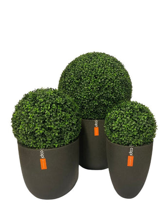 De Kunstplant Buxus romeinse stijl UV D55cm is een kunst buxus vormsnoei in een donkergrijze pot met een klein oranje label tegen een witte achtergrond.