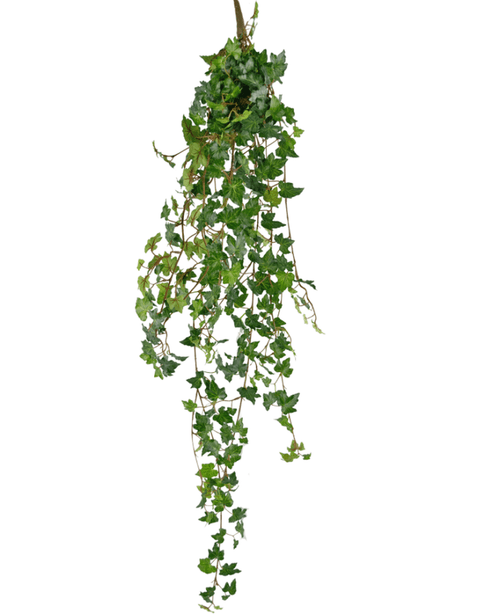 Die künstliche Hängepflanze Efeu Deluxe 120 cm grün hat grüne, spitze Blätter und hängende Stängel, wodurch sie einer hängenden Efeupflanze ähnelt. Der künstliche Efeu ist isoliert auf weißem Hintergrund.