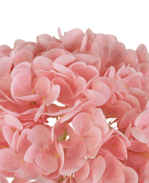 Künstliche Hortensie "Annabelle" Real Touch Pink 55cm
