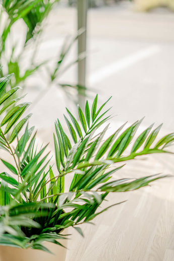 Künstliche Palme Parlour 60 cm