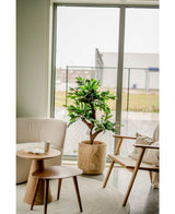 Künstliche Pflanze Ficus Crazy 120 cm
