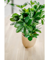 Kunstpflanze Baby Schefflera 45 cm