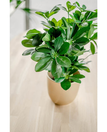Kunstpflanze Baby Schefflera 45 cm