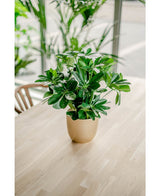 Kunstpflanze Baby Schefflera 45 cm