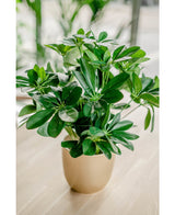 Kunstpflanze Baby Schefflera 45 cm